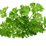 Petrezselyem levél